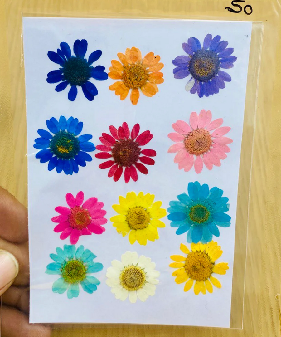 Colourful Daisy Dry Flowers
